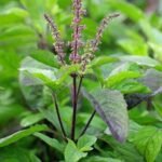 Tulsi